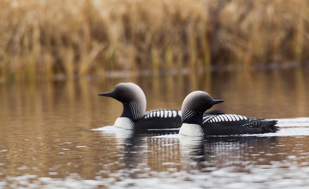 Pacific Loon Pair